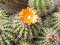 Parodia comarapana