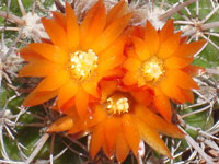 Parodia comarapana