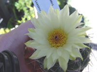 Parodia crassigibba