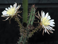 Peniocereus cuixmalensis