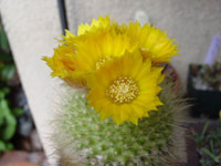 Parodia curvispina