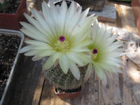 Parodia curvispina