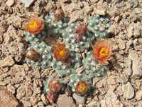 Pediocactus despainii