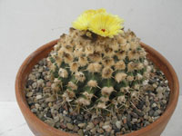 Parodia erinacea