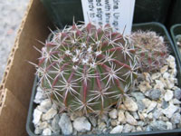 Parodia erinacea