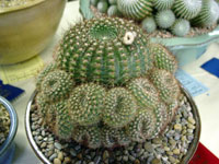 Parodia erubescens