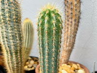 Pilosocereus estevesii