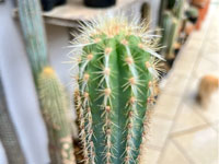 Pilosocereus estevesii