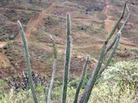 Praecereus euchlorus