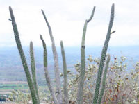 Praecereus euchlorus