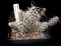 Pterocactus fischeri