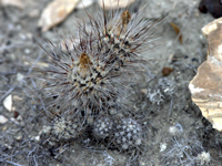 Pterocactus fischeri