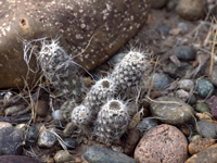 Pterocactus fischeri