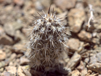 Pterocactus fischeri