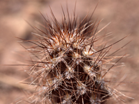 Pterocactus fischeri