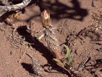 Pterocactus fischeri