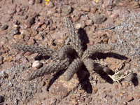 Pterocactus tuberosus