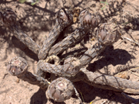 Pterocactus tuberosus