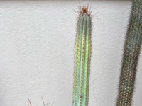 Pilosocereus flexibilispinus