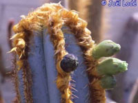 Pilosocereus fulvilanatus