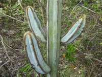 Pilosocereus fulvilanatus