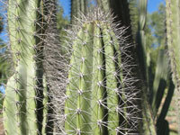 Pachycereus gatesii