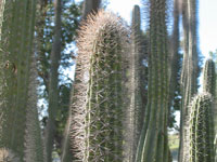 Pachycereus gatesii