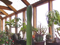 Pachycereus gaumeri