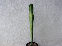 Pachycereus gaumeri