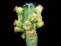 Pachycereus gaumeri