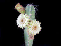 Pachycereus gaumeri