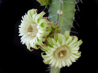 Pachycereus gaumeri