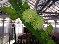 Pachycereus gaumeri