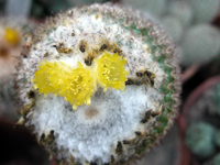 Parodia gibbulosoides