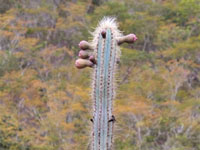 Pilosocereus glaucochrous