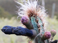 Pilosocereus glaucochrous