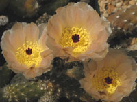 Pterocactus gonjianii