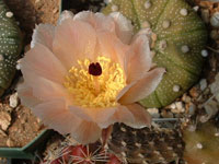 Pterocactus gonjianii