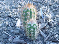 Pilosocereus gounellei