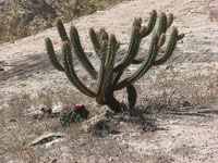 Pilosocereus gounellei