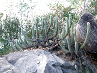 Pilosocereus gounellei