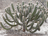 Pilosocereus gounellei