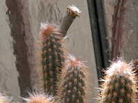 Pilosocereus gounellei