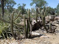 Pilosocereus gounellei