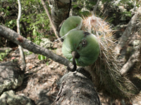 Pilosocereus gounellei