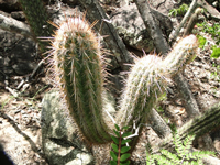 Pilosocereus gounellei