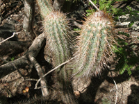 Pilosocereus gounellei