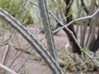 Peniocereus greggii