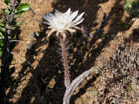 Peniocereus greggii