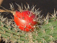 Peniocereus guatemalensis